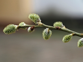 春天柳絮枝头发芽摄影图片